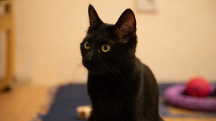 black cat portrait yellow eye