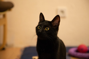 black cat portrait yellow eye