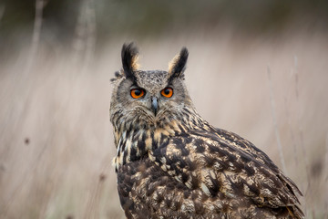 Eurasian Eagle Owl (Bubo bubo) in natural environment