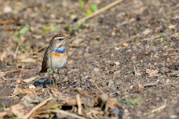 Bluethroat Chats on a path