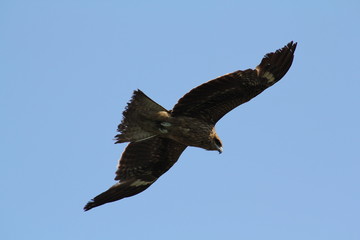 鳶
