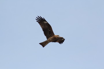 鳶