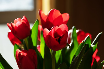 Sun and red tulips