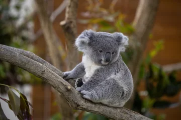 Fotobehang Koala コアラ,子ども(赤ちゃん)  © Molyomoto