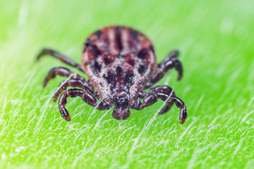 A dangerous parasite and infection carrier mite sitting on a green leaf