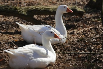tiere genießen de Frühling