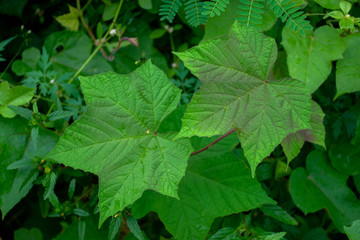 Green leaf background or the naturally walls texture Ideal (selective focus)