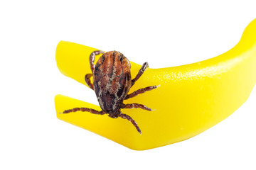 Mite crawls on yellow tweezers to remove ticks on a white background