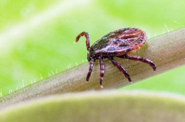 A dangerous parasite and a carrier of mite infection on a branch