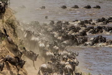 Wildebest crossing the Mara River during the annual migraition in the Masai Mara National Reserve in Kenya