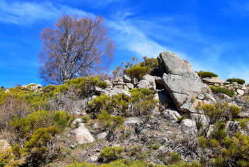 Arbre et ciel bleu en montagne
