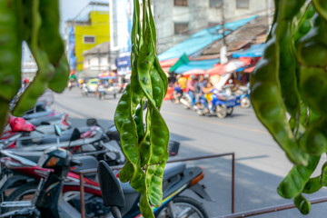 The fresh Parkia is tropical stinking edible beans, Thai style tropical fruit, in southern Thailand