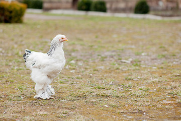 Grown healthy white hens on green grass outside in rural yard on old wooden barn wall background spring on bright sunny day. Chicken farming, healthy meat and eggs production concept