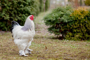 Grown healthy white hens on green grass outside in rural yard on old wooden barn wall background spring on bright sunny day. Chicken farming, healthy meat and eggs production concept