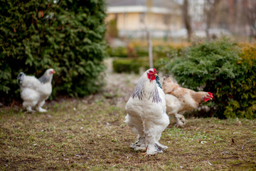 Grown healthy white hens on green grass outside in rural yard on old wooden barn wall background spring on bright sunny day. Chicken farming, healthy meat and eggs production concept