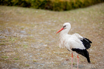 White stork in natural habitat walking and searching for food, Poplar tree forest flood area on river side, rear stork view, unclean white feathers