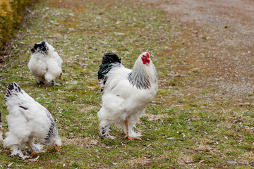 Grown healthy white hens on green grass outside in rural yard on old wooden barn wall background spring on bright sunny day. Chicken farming, healthy meat and eggs production concept