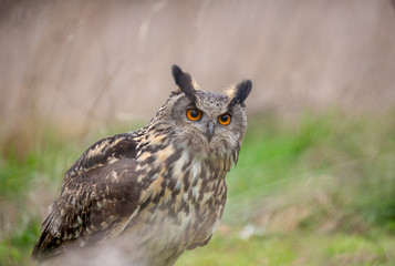 Eurasian Eagle Owl (Bubo bubo) in natural environment