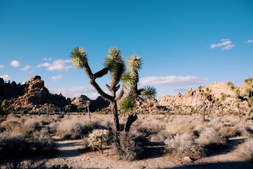 Joshua Tree