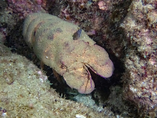 Galapagos Slipper Lobster (Scyllarides astori)