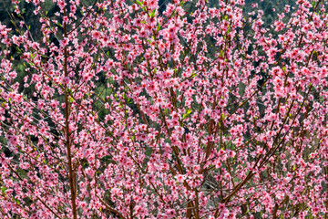 A peach tree bloomed in spring