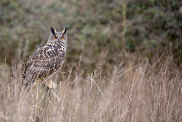 Eurasian Eagle Owl (Bubo bubo) in natural environment