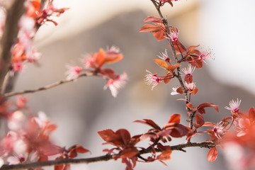 Cherry blossom at spring morning in park 
