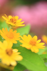 花のイメージ写真