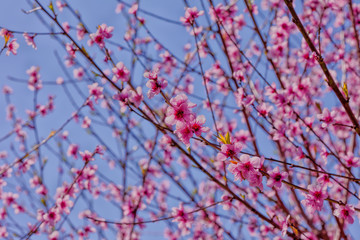 A peach tree bloomed in spring
