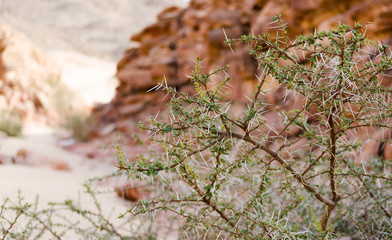 plant with large spikes and green leaves against the background of the cliffs of the colored canyon in Egypt Dahab South Sinai