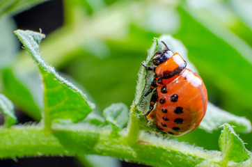 Red larva of the Colorado potato beetle eats potato leaves