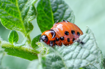 Red larva of the Colorado potato beetle eats potato leaves