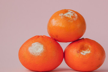 A set of rotten moldy oranges, tangerines on pink background. A photo of the growing mold. Food contamination, bad spoiled disgusting rotten fruit. Messthetics concept, food leftovers