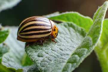 Colorado potato beetle eats green potato leaves