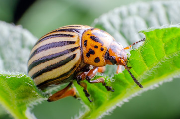 Colorado potato beetle eats green potato leaves