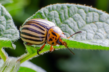 Colorado potato beetle eats green potato leaves
