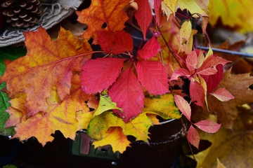 red autumn leaves among yellow