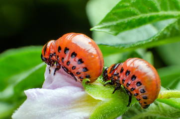 Red larva of the Colorado potato beetle eats potato leaves