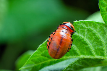 Red larva of the Colorado potato beetle eats potato leaves