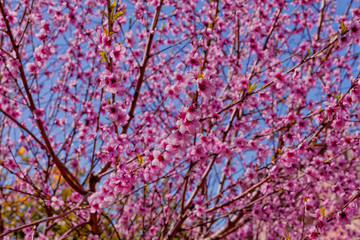 A peach tree bloomed in spring