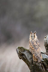 Long Eared Owl (Asio flammeus) on completely natural perch