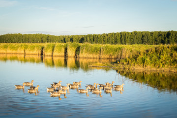 Lake with wild geese in the Siberian village.