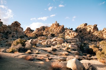 Joshua Tree Rock Landscape