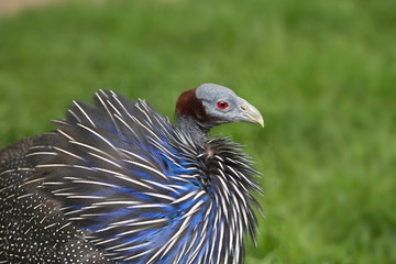 Geierperlhuhn - Perlhuhn - Huhn