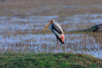painted stork standing