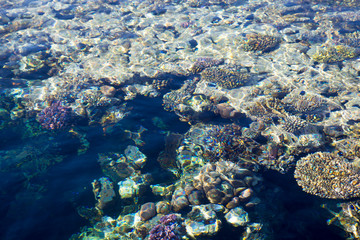 Fototapeta na wymiar Coral reef is visible through the clear blue water. Beautiful blue sea wave photograph close up. Beach vacation at sea or ocean. Background to insert images and text. Tourism, travel.