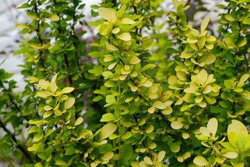 Small green plants some kind, leaves have round shape .