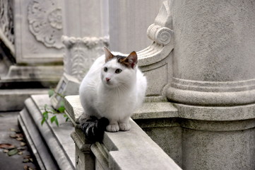 Cat, Istanbul, Turkey