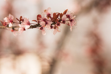Cherry blossom at spring morning in park