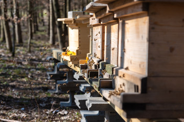 Bienenflug im Frühjahr